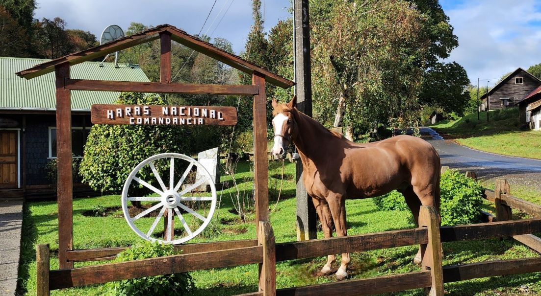 Haras Nacional, referente histórico del Ejército y de la cría equina de alto nivel